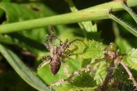 Pisaura mirabilis