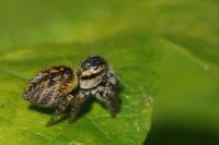 Carrhotus xanthogramma