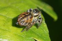 Carrhotus xanthogramma