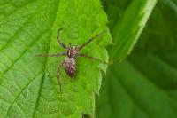 Pisaura mirabilis