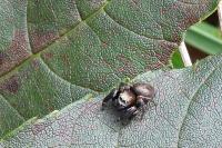 Evarcha arcuata