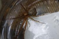 Metellina mengei