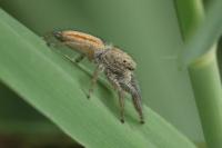 Marpissa radiata