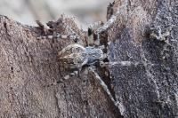 Larinioides sclopetarius