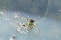 Diaea dorsata