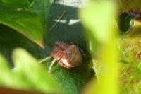 Gibbaranea bituberculata