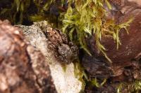 Marpissa muscosa
