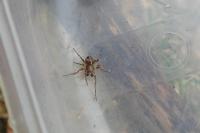 Gibbaranea bituberculata