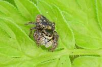 Carrhotus xanthogramma