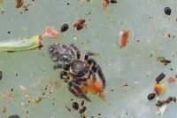 Macaroeris nidicolens