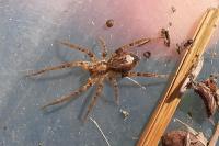 Anyphaena accentuata