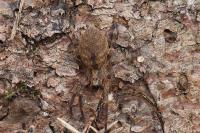 Zoropsis spinimana