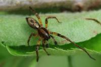 Anyphaena accentuata