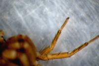 Pardosa pullata