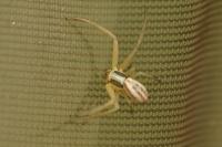 Runcinia grammica