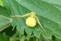 Misumena vatia