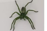 Micrommata ligurina