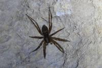 Liocranum rupicola