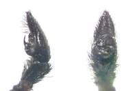 Pardosa saltans