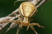 Xysticus ulmi