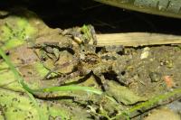 Zoropsis spinimana