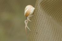 Runcinia grammica