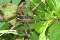 Dolomedes plantarius