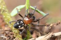 Titanoeca quadriguttata