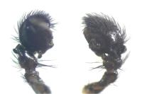 Titanoeca quadriguttata