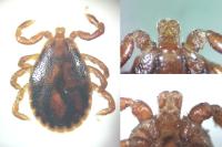 Haemaphysalis inermis