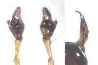 Tetragnatha montana