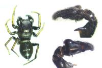 Heliophanus cupreus