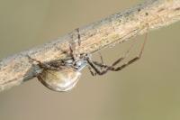 Uloborus walckenaerius