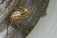 Oxyopes