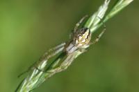 Neoscona adianta