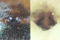 Hypsosinga heri