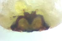 Clubiona stagnatilis