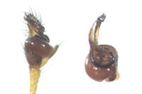 Tetragnatha extensa