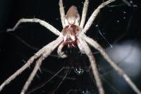 Pisaura mirabilis