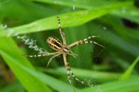 Argiope bruennichi