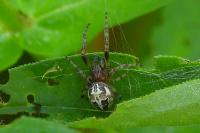 Larinioides cornutus