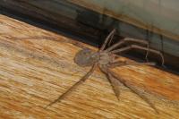 Tegenaria parietina