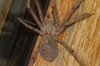 Tegenaria parietina