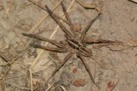 Hogna radiata