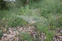 Agelena labyrinthica