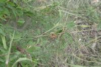 Agelena labyrinthica
