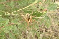 Agelena labyrinthica