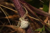Thomisus onustus