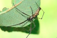 Tetragnatha nigrita