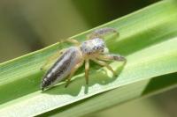 Mendoza canestrinii